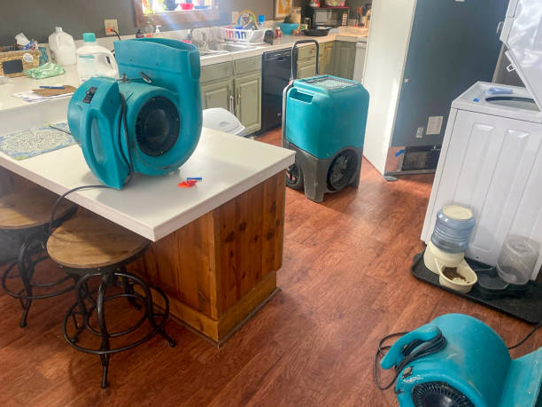Best Carpet water damage restoration  in Greenback, TN